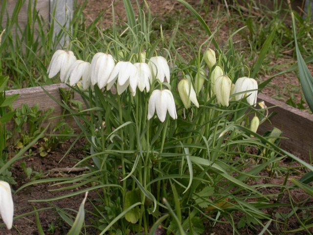 fritillaria meleagris